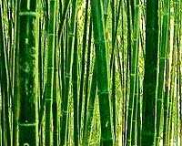 Indian State Plugs Into Bamboo Power