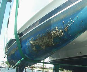 Hey bacterial slime get off of my boat