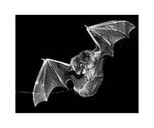 Scientists find members of measles virus family in bats