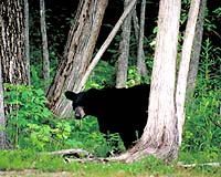 Germany declares hunt on roaming Austrian bear