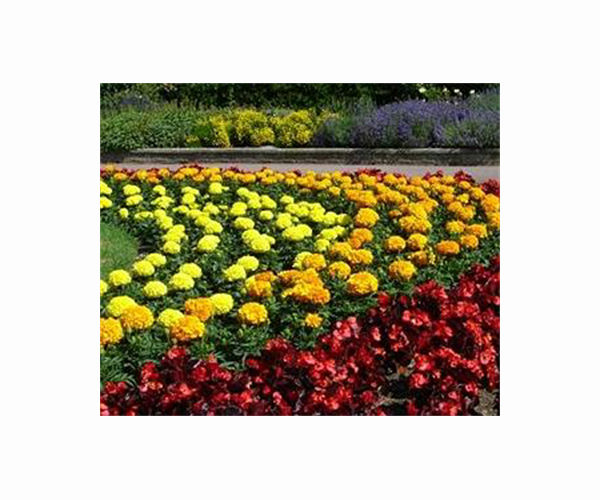 Spring in February: UK plants flowering 'a month early'