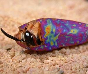 Bacteria In Wasp Antennae Produce Antibiotic Cocktails
