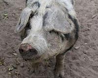 Invasive wild pig populations continue to grow, spread through US