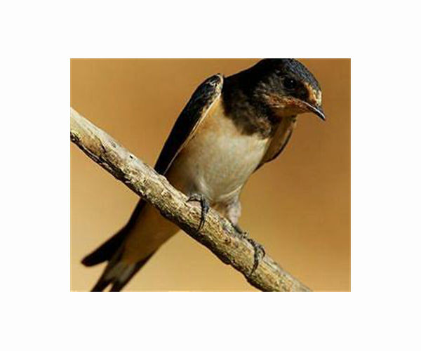 Radiation's Impact on Bird Breeding and Microbiomes in Chornobyl