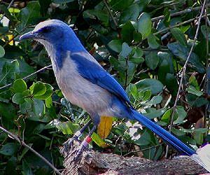 Ground breaking book reveals 'what it's like to be a bird'