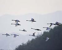 Bird Population Estimates Are Flawed