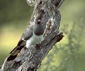 Ancient Birds From North America Colonised The South