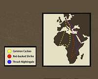 Routes of migratory birds follow today's peaks in resources