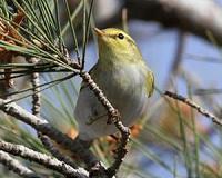 Diverse migration helps birds cope with environmental change