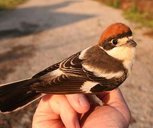 Migratory birds' ticks can spread viral haemorrhagic fever
