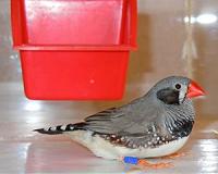 The magnetic compass of birds is affected by polarized light