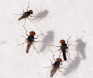 Black flies may have a purpose after all