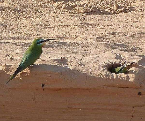 Endangered Australian songbird 'losing its song'