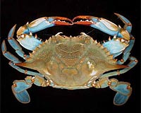 Researchers Turning Freshwater Farm Ponds Into Crab Farms