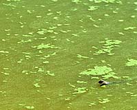 Toxic algae found off Washington coast