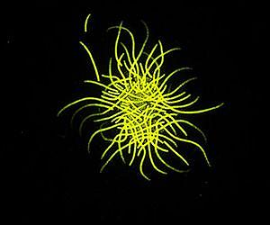 Earth's wobble fixes dinner for marine organisms