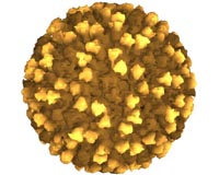 The Way To A Virus' Heart Is Through Its Enzymes