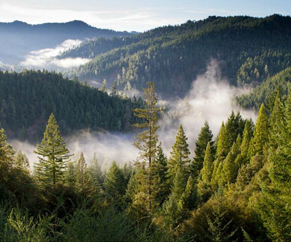 Landsat study maps boreal forest shift north