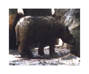 Landmark deal struck to protect Sumatran rhino
