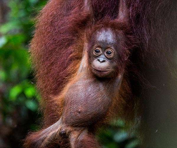 Indonesia biomass drive threatens key forests and orangutans