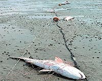 EU proposes complete ban on drift-net fishing