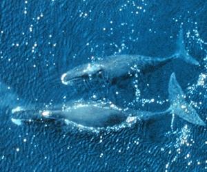 Critically endangered whales sing like birds