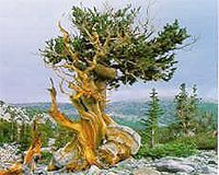 Age shall not wither them: Earth's oldest trees