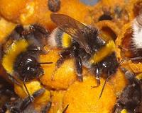 Bee Foraging Chronically Impaired by Pesticide Exposure