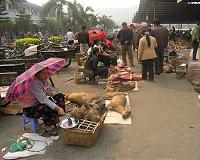 When humans wage war, animals suffer too: study