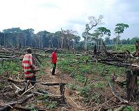 Road construction accelerates deforestation in the Congo, study shows