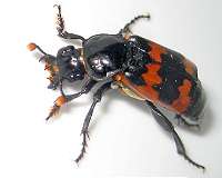 Geneticists reveal how parenting rewires the beetle brain