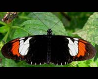 Recreation Of Butterfly Speciation Event