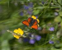 Some Ohio butterflies threatened by rising temperatures
