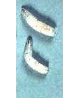 Scientists Fly In For Maggot Fest