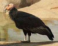 Colombia hoping to 'repopulate the skies' with condors
