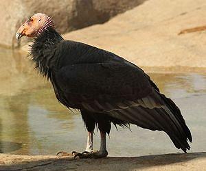 Lead poisoning 'epidemic' plagues California condors
