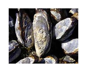 Freshwater Mussels Discovered In Urban Delaware River