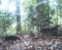 Photos show elusive bush dog to be widespread in Panama