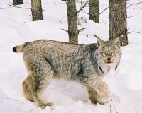 Climate Change And Species Distributions