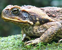 Darwins Nightmare Toxic Toad Evolves To Secure Supremacy