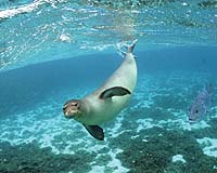 Extinct seal tells of once-teeming Caribbean reefs