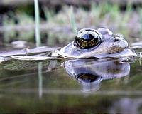 Amphibians in a vise: Climate change robs frogs, salamanders of refuge