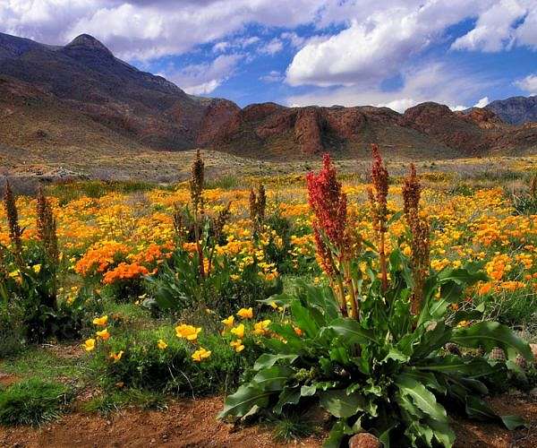 How plants forge microbial alliances to thrive under stress