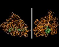 Anatomy of a microscopic wood chipper