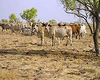 Overgrazing Accelerating Soil Erosion In Northern Mexico