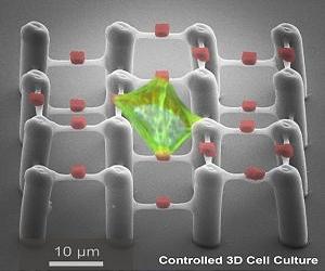 Third Dimension Of Specific Cell Cultivation