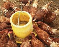 Netherlands steps up measures to fight bird flu