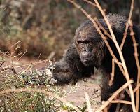 Intimidating chimpanzee males are more likely to become fathers