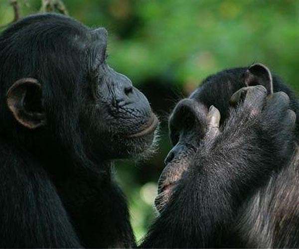 UNESCO removes DR Congo park from endangered list
