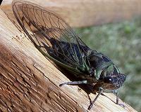 Scientists model anti-reflective surfaces after cicada wings